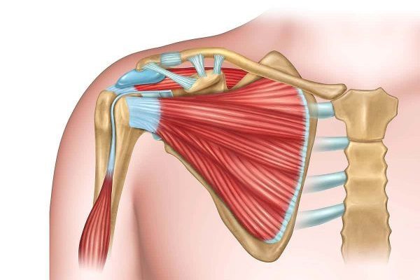 Rotator cuff muscles